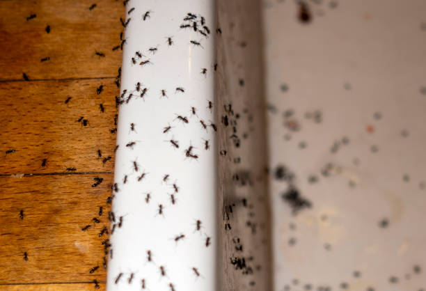 Best Mosquito Control Services  in Beloit, KS